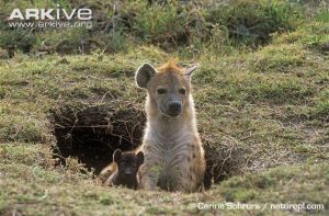 Adult-spotted-hyaena-and-cub-at-den-entrance