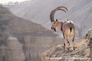 Male-Nubian-ibex-on-rock-1